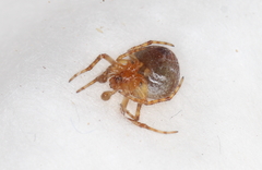 Araneus triguttatus