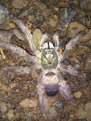 Psalmopoeinae