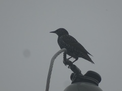 Sturnus vulgaris
