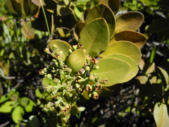 Santalum paniculatum