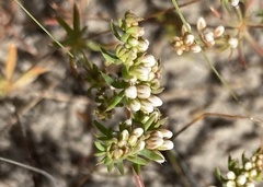 Adenogramma glomerata