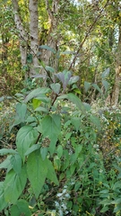 Magnoliopsida