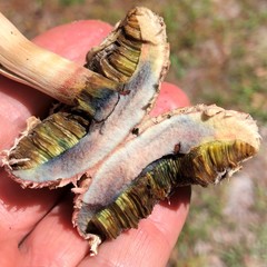 Boletellus ananas image