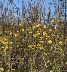 Cosmos sulphureus