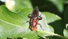 Hammerschmidtia rufa