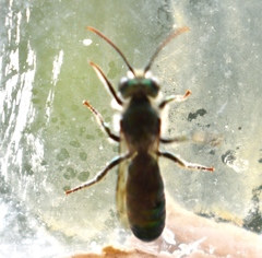 Hoplitis fulgida fulgida