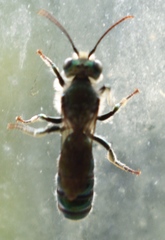 Hoplitis fulgida fulgida
