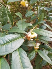 Camellia sinensis