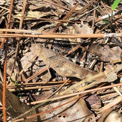 Spharagemon crepitans