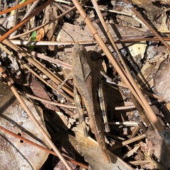 Spharagemon crepitans