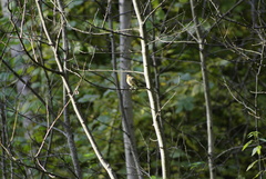 Erithacus rubecula