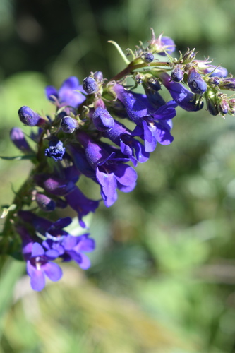Image of Penstemon mensarum by (c) John Powers, some rights reserved (CC BY)