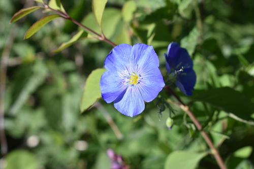 Lewis flax (Linum lewisii)