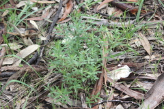 Gonocarpus elatus