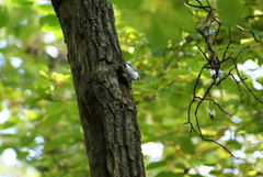 Sitta europaea