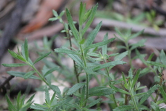 Gonocarpus elatus