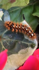 Acronicta rumicis