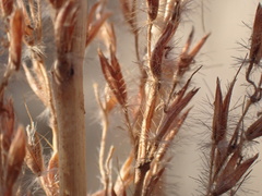 Miscanthus junceus