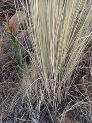 Miscanthus junceus