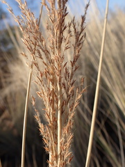 Miscanthus junceus