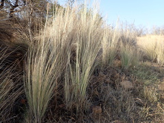 Miscanthus junceus