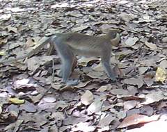 Chlorocebus tantalus