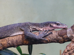Peach-Throated Monitor photo 5