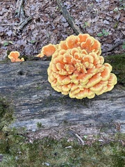 Laetiporaceae