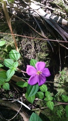 Heterotis rotundifolia