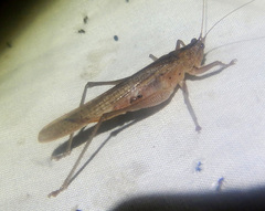 Secsiva