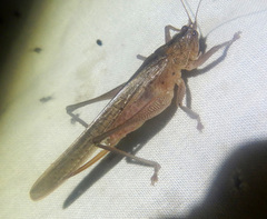 Secsiva