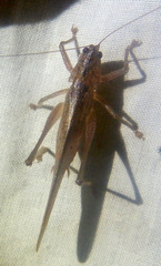 Secsiva