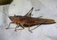 Secsiva