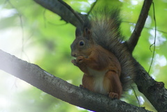 Sciurus vulgaris