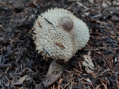 Leucoagaricus nympharum