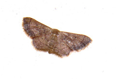 Idaea spernata