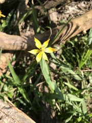 Sisyrinchium vaginatum