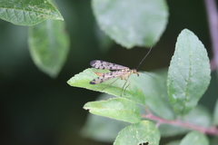 Panorpa germanica
