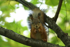 Sciurus vulgaris
