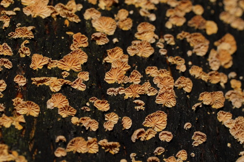 Marasmiellus affixus image