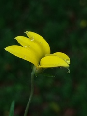 Monopsis stellarioides