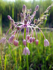 Allium paniculatum