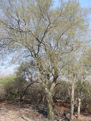 Libidibia paraguariensis