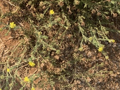Osteospermum muricatum