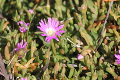 Disphyma crassifolium