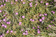 Disphyma crassifolium