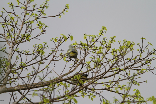 Sumba Green Pigeon (Treron teysmannii), photo 8