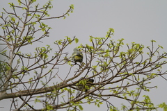 Treron teysmannii