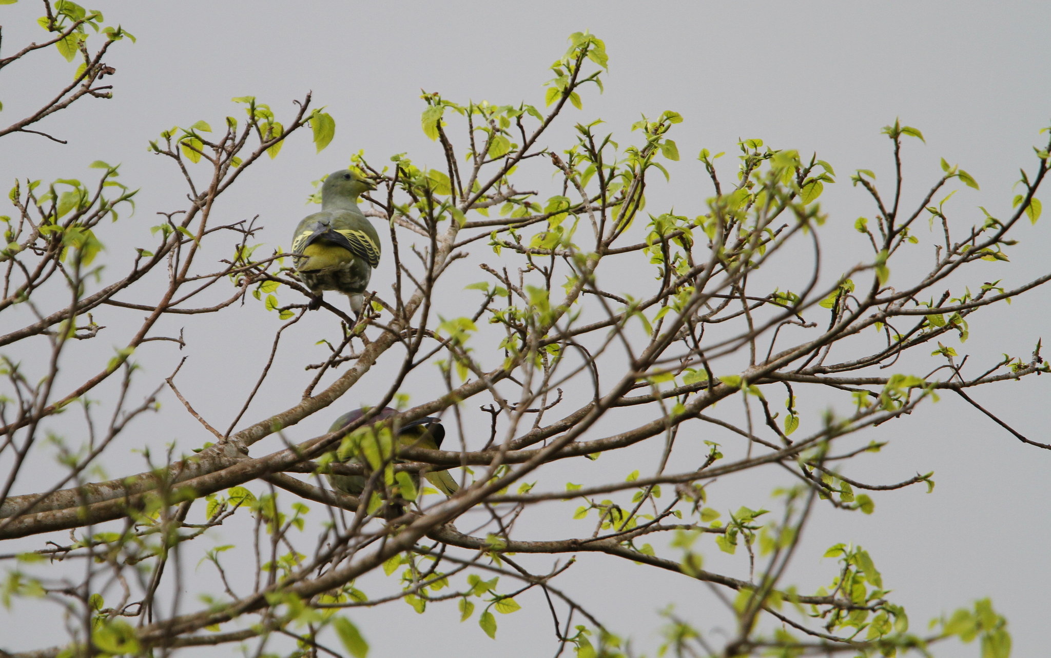Sumba Green Pigeon (Treron teysmannii), photo 3