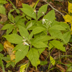 Oclemena acuminata image